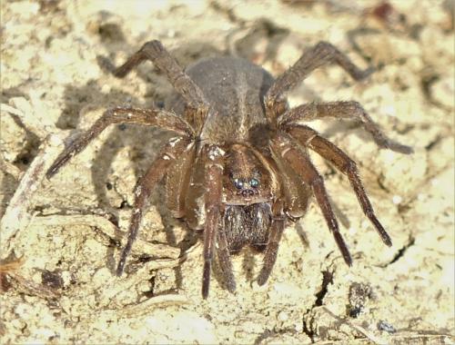 Trochosa sp.